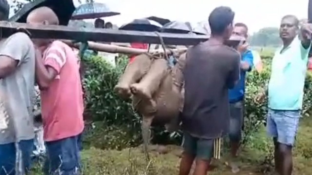 Alipurduar: নালা থেকে তোলার চেষ্টায় আরও ধসে যায় মাটি, উদ্ধার হাতির দেহ Alipurduar: নালা থেকে তোলার চেষ্টায় আরও ধসে যায় মাটি, উদ্ধার হাতির দেহ