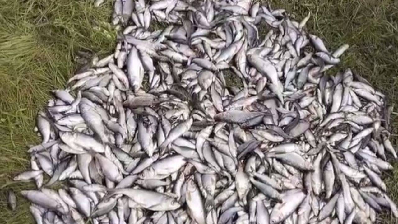 Hooghly News: পুজোর আগে এ কী অনাসৃষ্টি! মরে-মরে জলে ভেসে উঠছে রুই-কাতলা-মৃগেল-বাটা