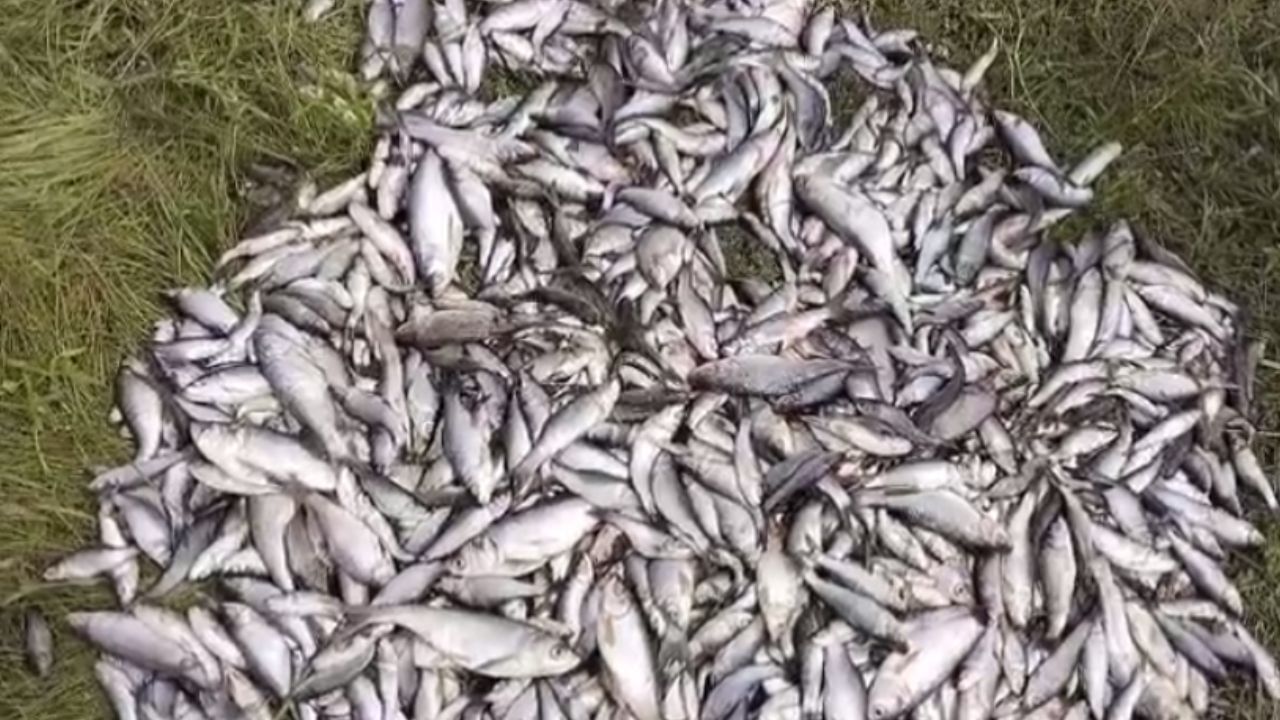 Hooghly News: পুজোর আগে এ কী অনাসৃষ্টি! মরে-মরে জলে ভেসে উঠছে রুই-কাতলা-মৃগেল-বাটা Hooghly News: পুজোর আগে এ কী অনাসৃষ্টি! মরে-মরে জলে ভেসে উঠছে রুই-কাতলা-মৃগেল-বাটা