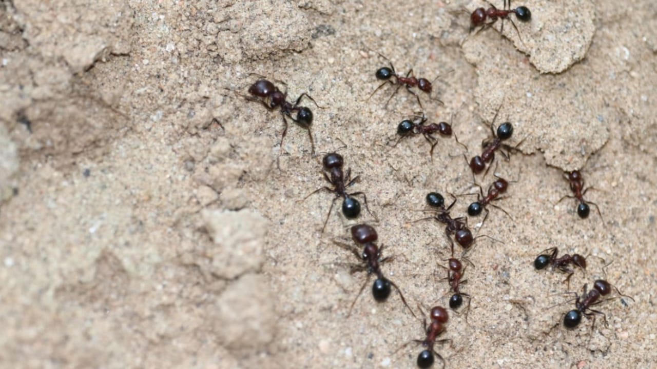 ঘরে চারদিকে পিঁপড়ের বাসা? ঘরোয়া টোটকাতেই হবে সব শেষ ঘরে চারদিকে পিঁপড়ের বাসা? ঘরোয়া টোটকাতেই হবে সব শেষ