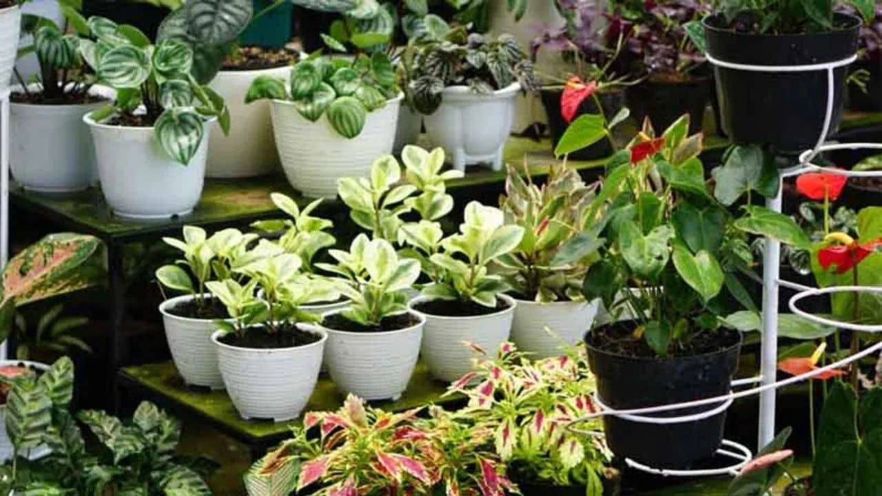 Garden Vaastu: সাধ করে বাগান করছেন বাড়িতে, এতেই হতে পারে অমঙ্গল! জানুন বাস্তুর নিয়ম