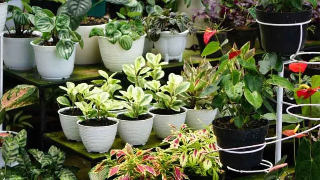 Garden Vaastu: সাধ করে বাগান করছেন বাড়িতে, এতেই হতে পারে অমঙ্গল! জানুন বাস্তুর নিয়ম Garden Vaastu: সাধ করে বাগান করছেন বাড়িতে, এতেই হতে পারে অমঙ্গল! জানুন বাস্তুর নিয়ম