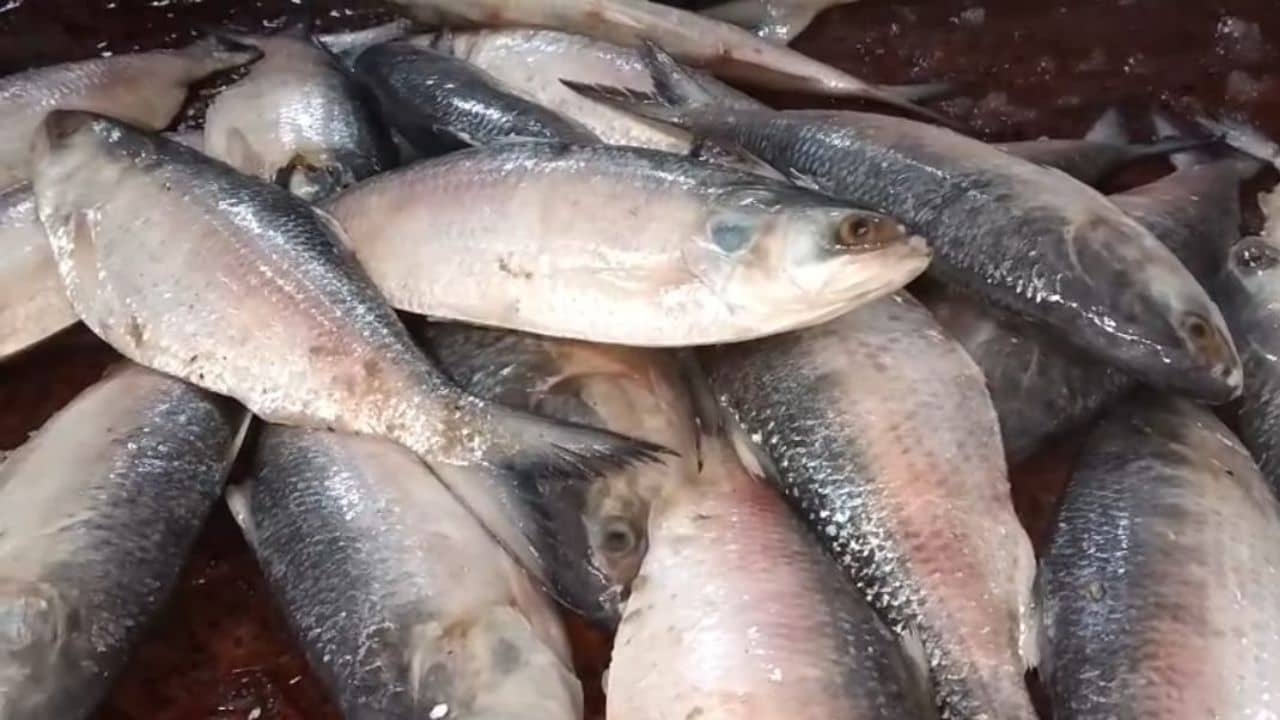 Howrah: পুজোর আগে সুখবর, কলকাতার বাজারে আসছে পদ্মার ইলিশ