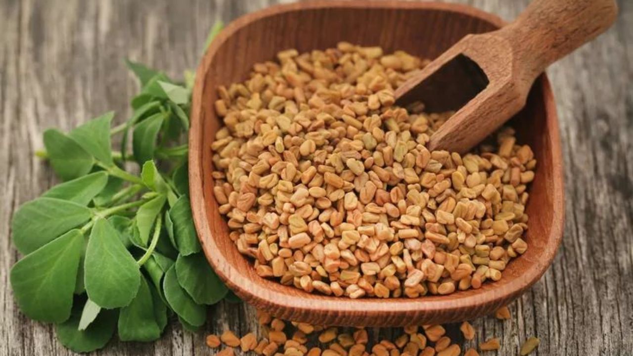 Fenugreek: খুশকি দূর থেকে চুলের বৃদ্ধি... মেথি একাই করবে সব কাজ, ব্যবহার করতে হবে এই উপায়ে Fenugreek: খুশকি দূর থেকে চুলের বৃদ্ধি... মেথি একাই করবে সব কাজ, ব্যবহার করতে হবে এই উপায়ে