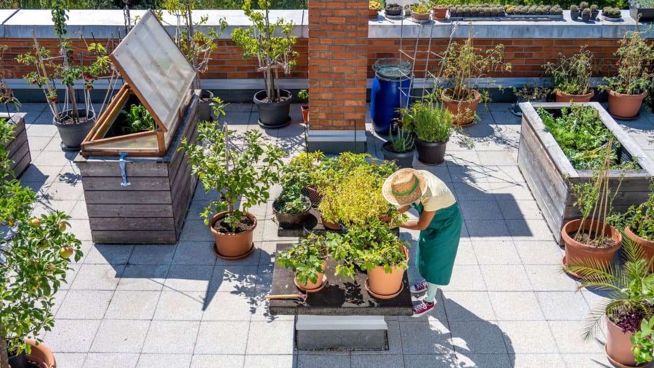 Roof Garden: ছাদ বাগান বানানোর প্ল্যান করছেন? জেনে নিন কী করবেন আর কী করবেন না