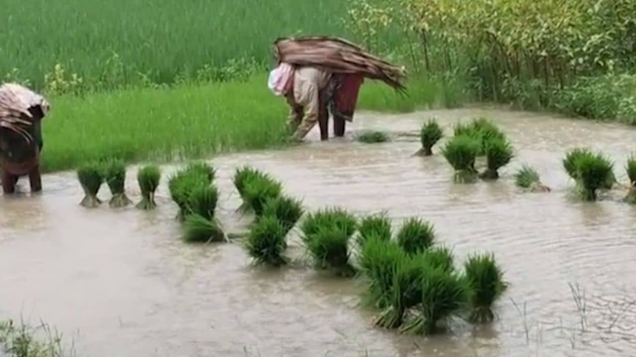 Ghatal Flood: হাজার হাজার টাকার ক্ষতি, ধান চাষ না করেও ক্ষতি আটকাতে পারলেন না কৃষকরা