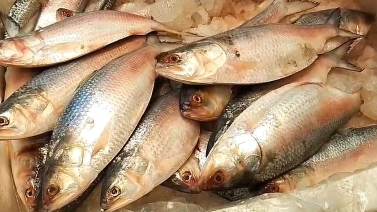 Hilsa Price in Kolkata: দামেও কম, খেতেও ‘টেস্টি’, শিয়ালদহ-মানিকতলা-গড়িয়াহাট ছেয়ে গেল মোদীর রাজ্যের ইলিশে, দাম জানেন!
