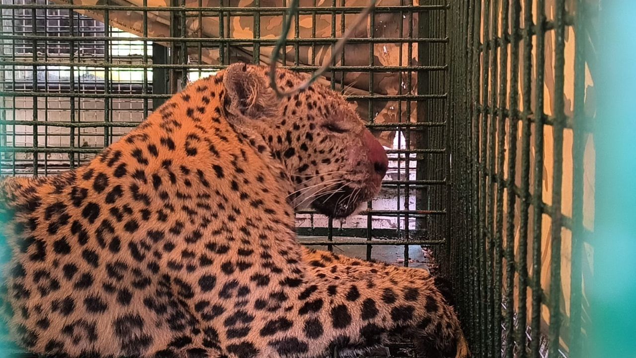 Malbazar: ফাঁদে পা দিল চিতাবাঘ, উৎসবের মরশুমে স্বস্তিতে ডুয়ার্সের বাসিন্দারা Malbazar: ফাঁদে পা দিল চিতাবাঘ, উৎসবের মরশুমে স্বস্তিতে ডুয়ার্সের বাসিন্দারা