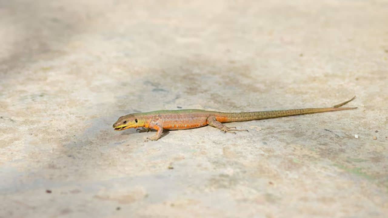 বাড়ি দেওয়ালে টিকটিকির উপদ্রব? এই ৫ টোটকায় হবে খেল খতম