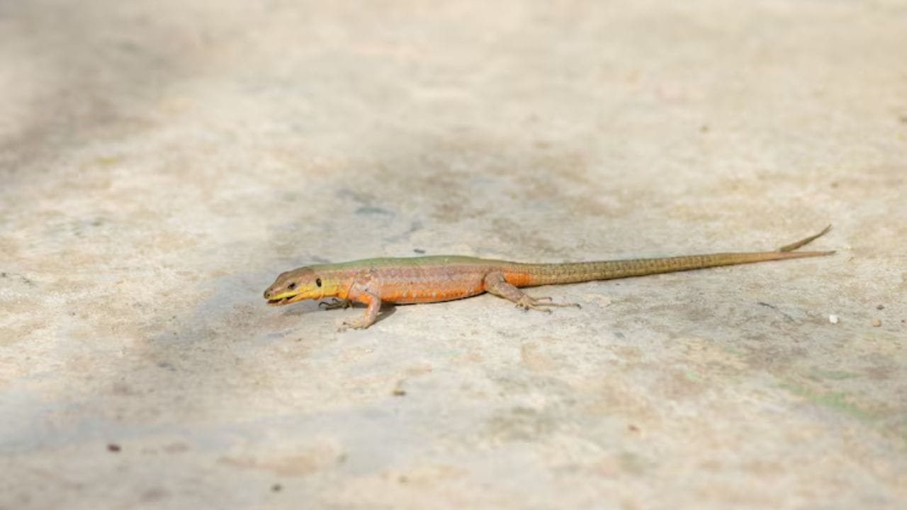 বাড়ি দেওয়ালে টিকটিকির উপদ্রব? এই ৫ টোটকায় হবে খেল খতম বাড়ি দেওয়ালে টিকটিকির উপদ্রব? এই ৫ টোটকায় হবে খেল খতম