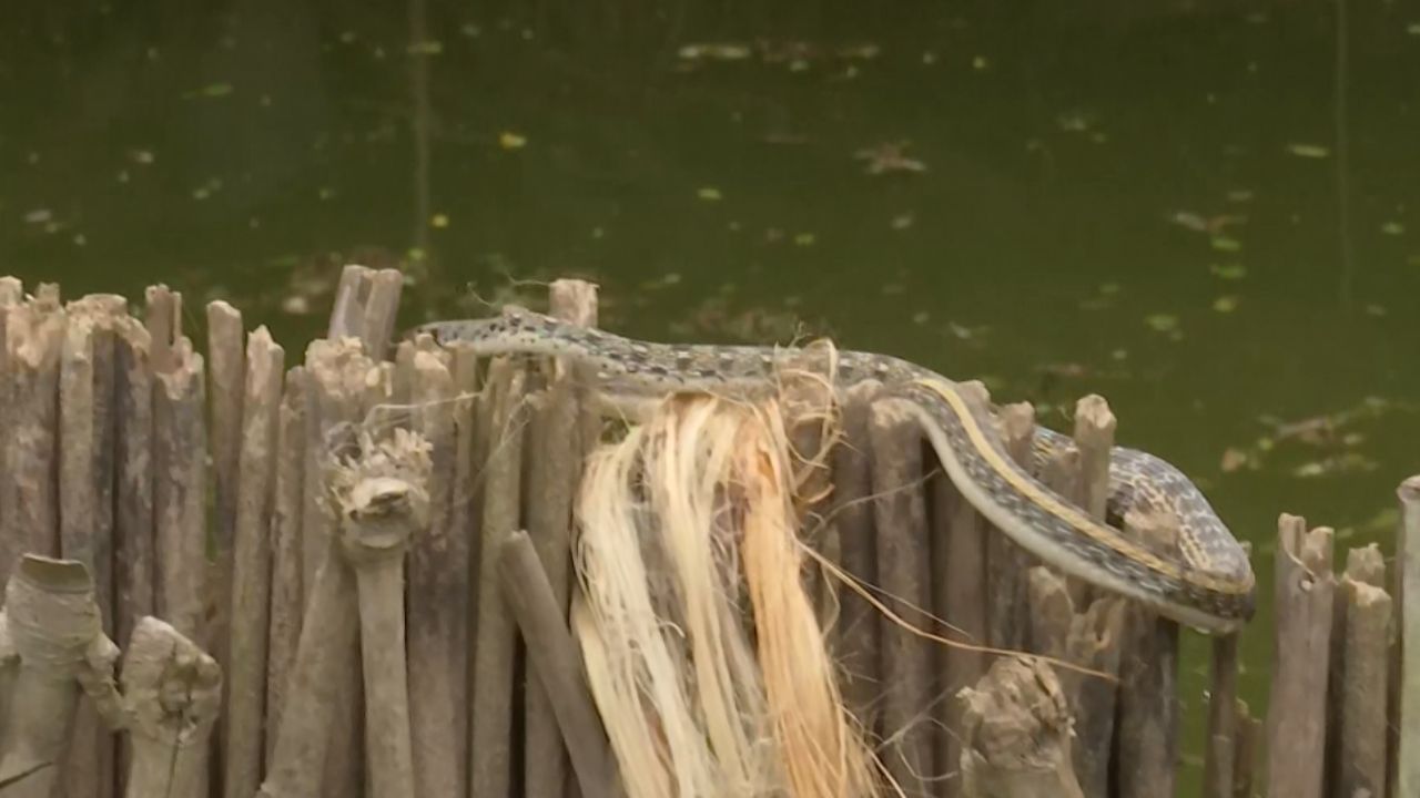 Malda Flood Situation