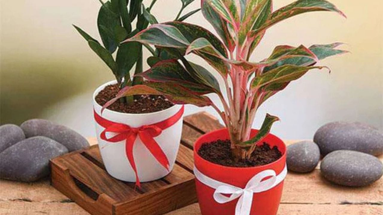 Teachers Day Gifts Idea (5)