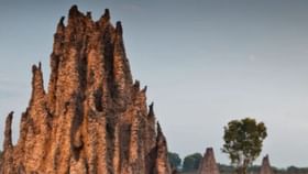 এখানে দেবীজ্ঞানে পূজিত হয় উইঢিবি, গল্প শুনলে চমকে যাবেন