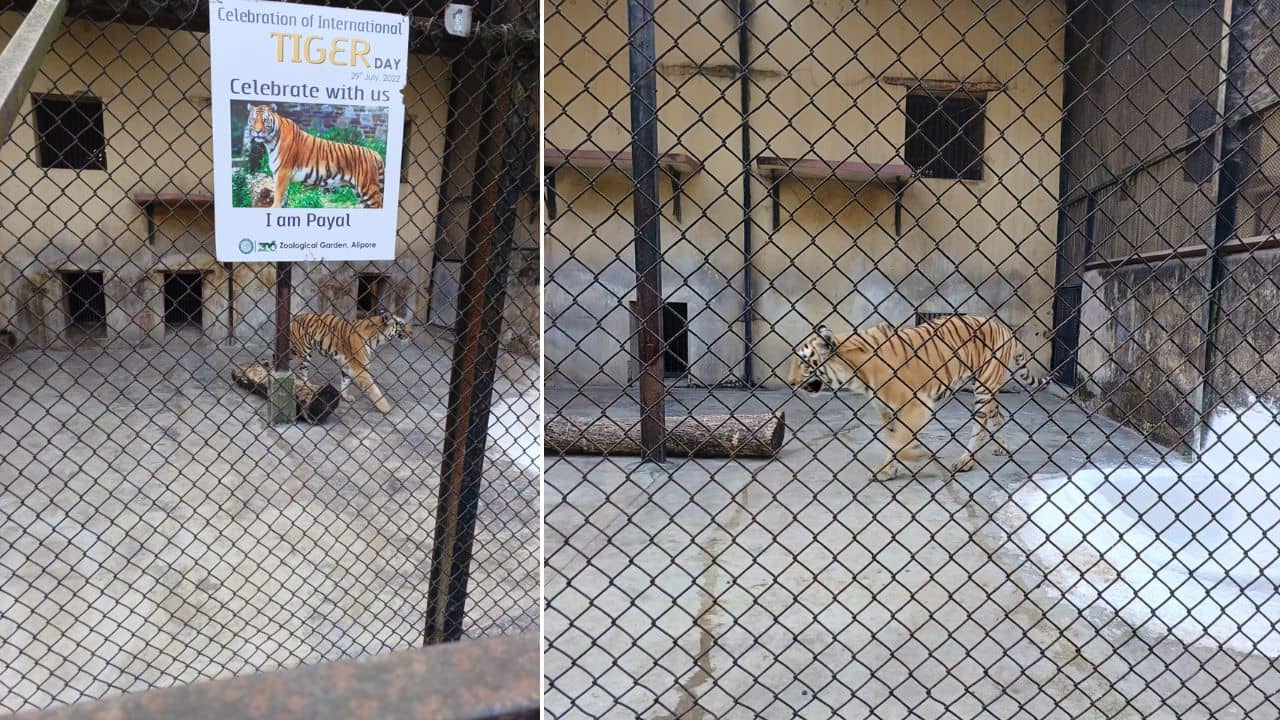 Alipur Zoo: আলিপুর চিড়িয়াখানায় পরপর দুদিনে দুই বাঘিনীর মৃত্যু