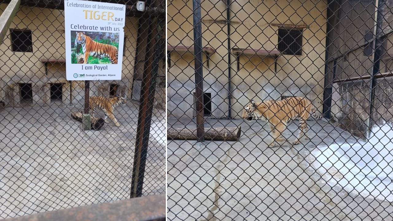 Alipur Zoo: আলিপুর চিড়িয়াখানায় পরপর দু'দিনে দুই বাঘিনীর মৃত্যু Alipur Zoo: আলিপুর চিড়িয়াখানায় পরপর দু'দিনে দুই বাঘিনীর মৃত্যু