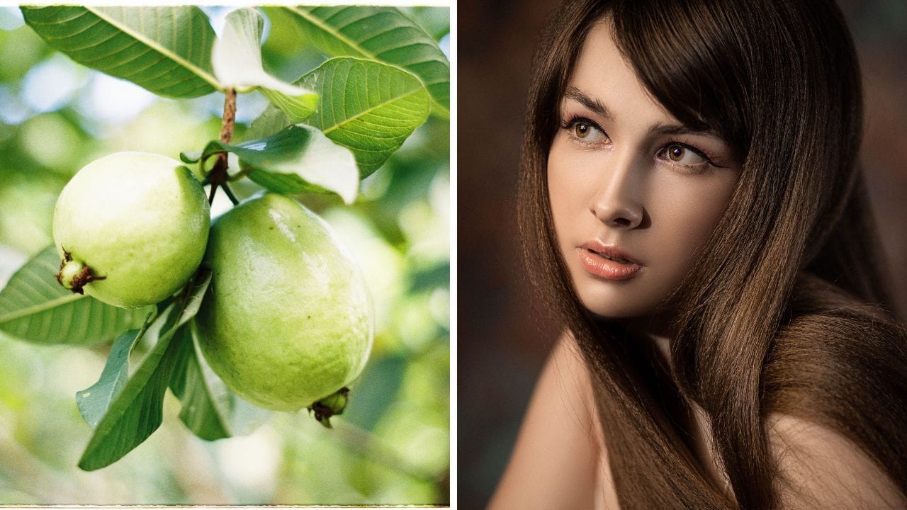 Guava Leaves: হেয়ার টনিক যখন পেয়ারা পাতা! এই কায়দায় মাখলে চুলের সমস্যায় মিলবে নানা ফায়দা Guava Leaves: হেয়ার টনিক যখন পেয়ারা পাতা! এই কায়দায় মাখলে চুলের সমস্যায় মিলবে নানা ফায়দা