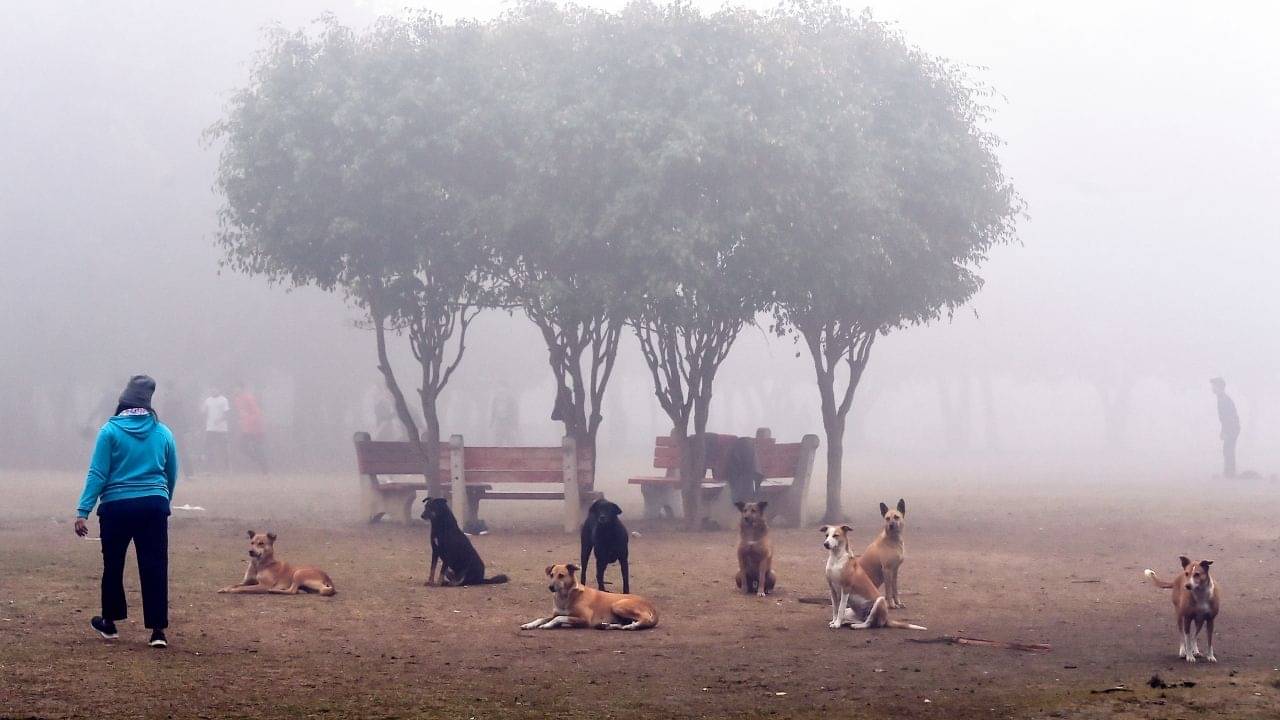 La Nina Effect: বৃষ্টিতেই নাজেহাল? শীতে হাড় কাঁপবে ঠকঠক করে, কম্বল মুড়িয়ে বেরতে হবে!