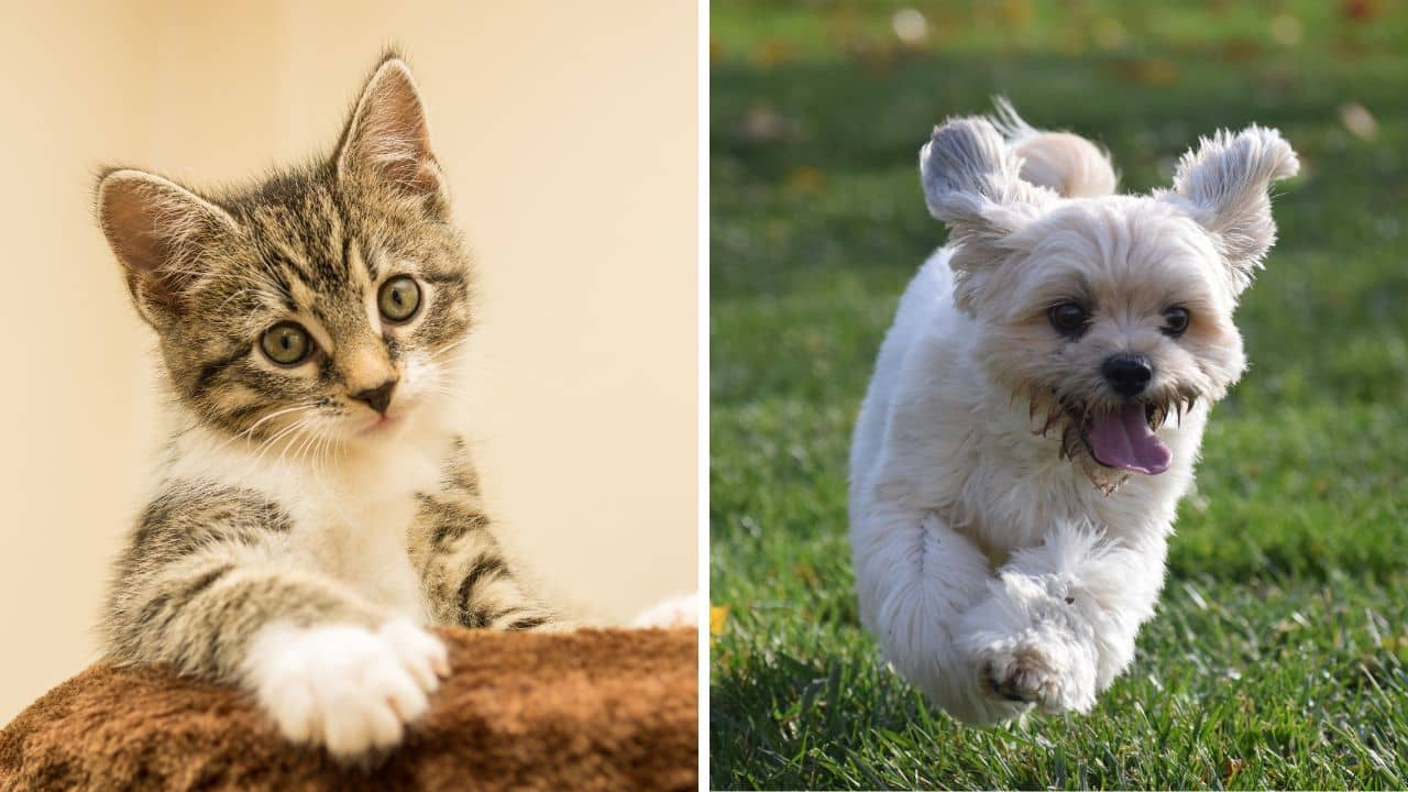 Pet Care: ঘরে আনছেন সাধের পোষ্য? কী কী মাথায় রাখা দরকার; রইল বিস্তারিত