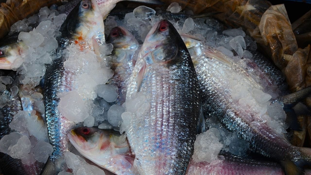 Hilsa Fish: ১০ টাকায় ইলিশ! মন জিততে এসে জনতারই রোষের মুখে পড়তে হল, কী হল হঠাৎ? Hilsa Fish: ১০ টাকায় ইলিশ! মন জিততে এসে জনতারই রোষের মুখে পড়তে হল, কী হল হঠাৎ?