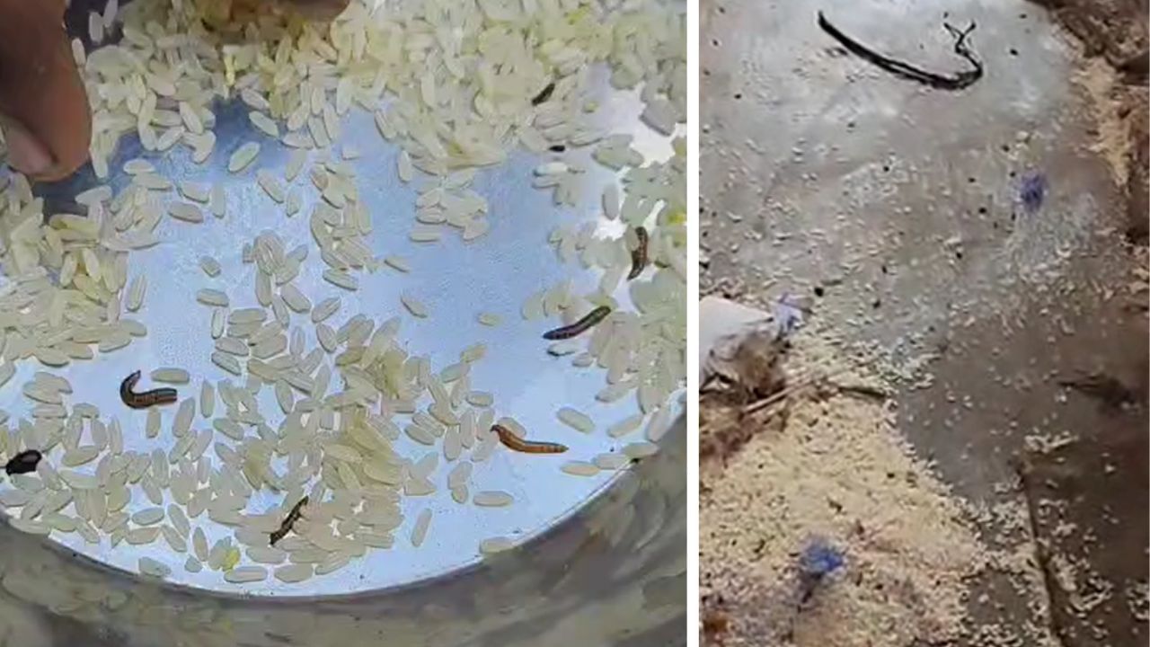Insects In Anganwadi Food In Howrah