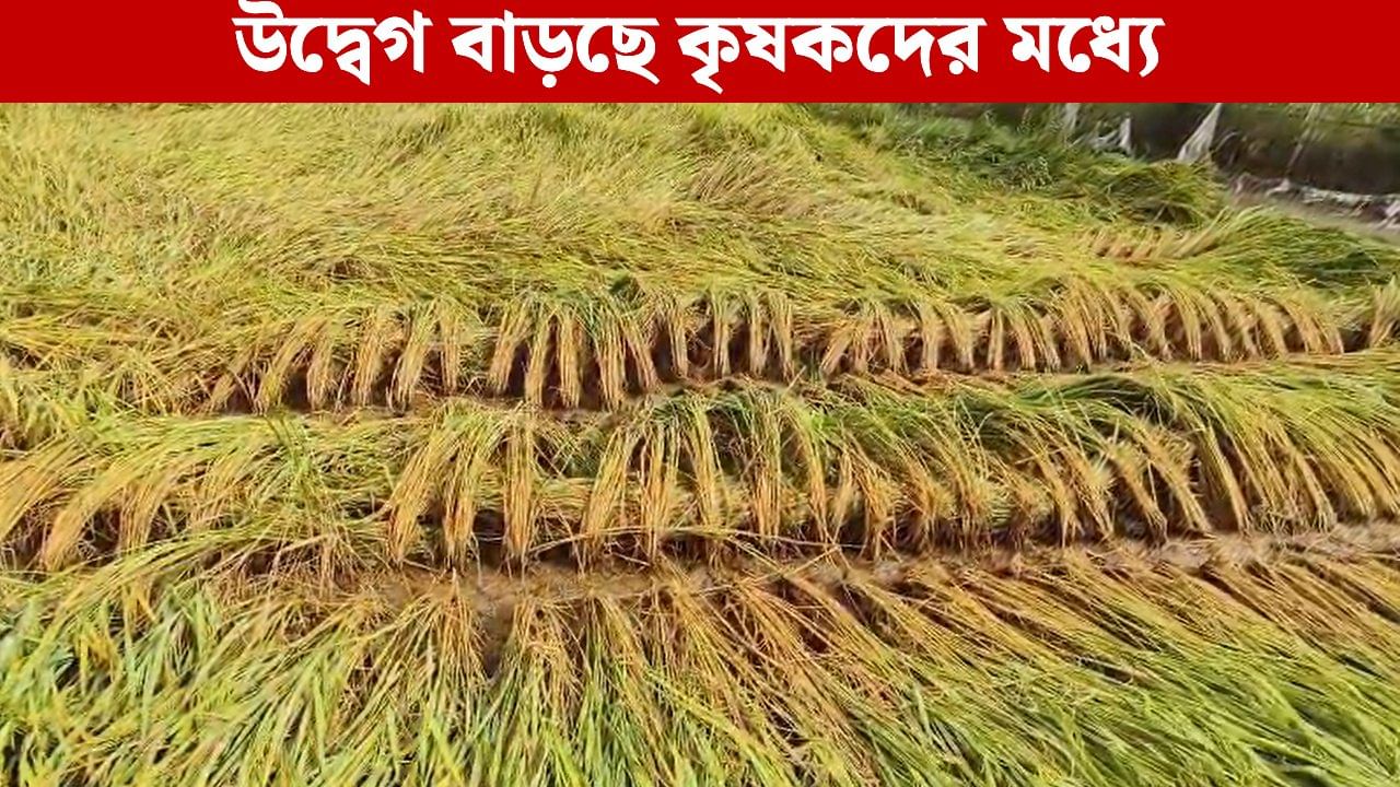 Rain in Bengal: সরাসরি হানা দেয়নি মন্থা, কিন্তু কে দিল পাকা ধানে মই? মাথায় হাত হাজার হাজার কৃষকের