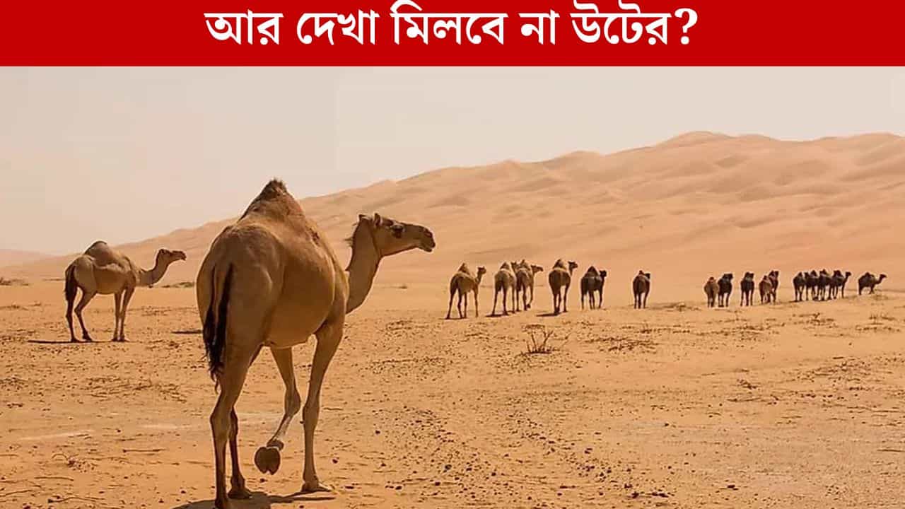 Cammel: ভারত থেকে হু-হু করে কমে যাচ্ছে উট, বিস্ফোরক তথ্য সামনে