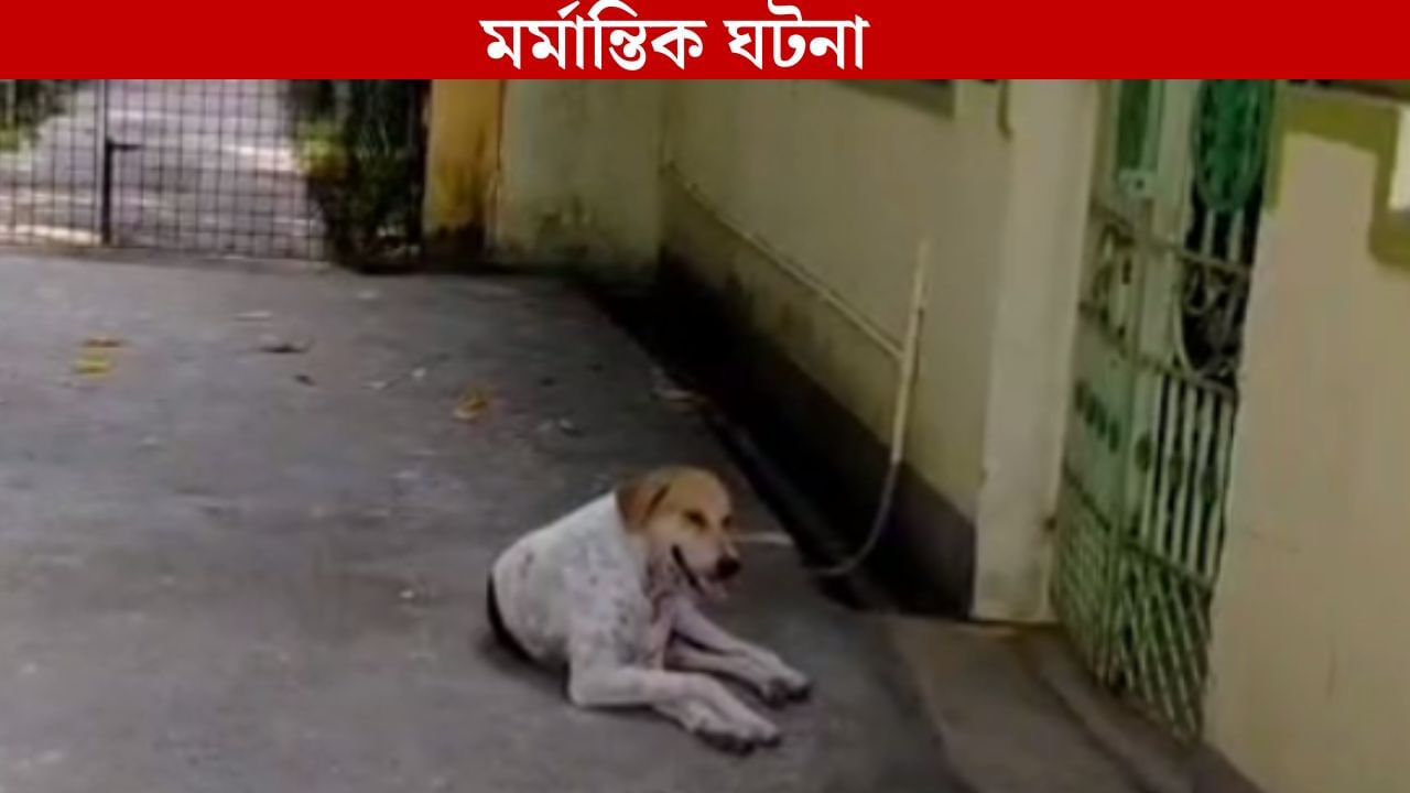 Chinsura: কারও কেটে নেওয়া হয়েছে কান-লেজ-চোখ, চন্দননগরে পথ কুকুরদের সঙ্গে মর্মান্তিক ঘটনা Chinsura: কারও কেটে নেওয়া হয়েছে কান-লেজ-চোখ, চন্দননগরে পথ কুকুরদের সঙ্গে মর্মান্তিক ঘটনা