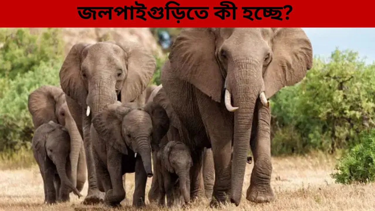 Jalpaiguri: উত্তরবঙ্গে বিপদের মুখে হাতিরা? তড়িঘড়ি ব্যবস্থা নিল প্রশাসন Jalpaiguri: উত্তরবঙ্গে বিপদের মুখে হাতিরা? তড়িঘড়ি ব্যবস্থা নিল প্রশাসন