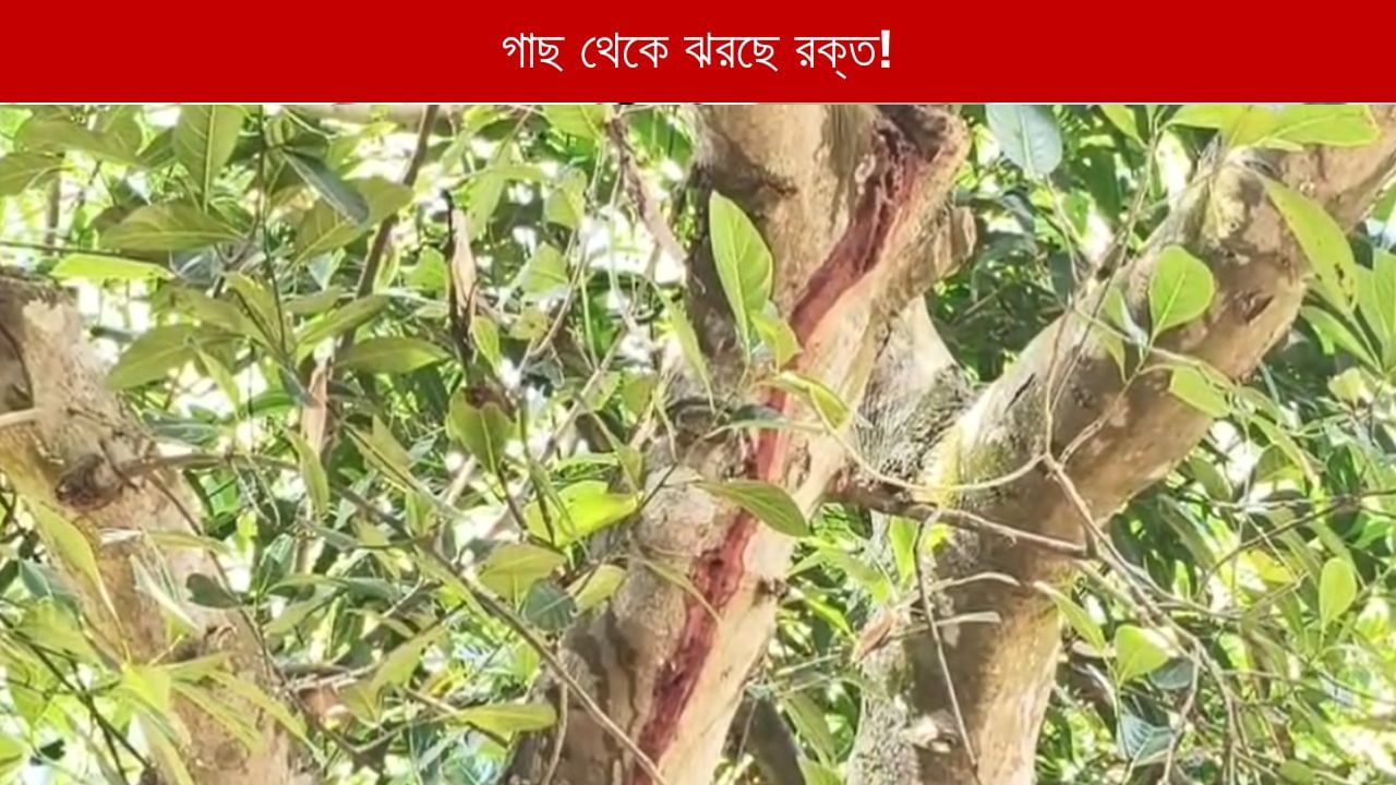 Paschim Medinipur: কালীপুজোর পর দিন থেকেই গাছ থেকে অবিরাম ঝরছে রক্ত! নেপথ্যে কোন রহস্য?