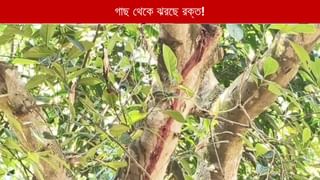 Paschim Medinipur: কালীপুজোর পর দিন থেকেই গাছ থেকে অবিরাম ঝরছে রক্ত! নেপথ্যে কোন রহস্য?