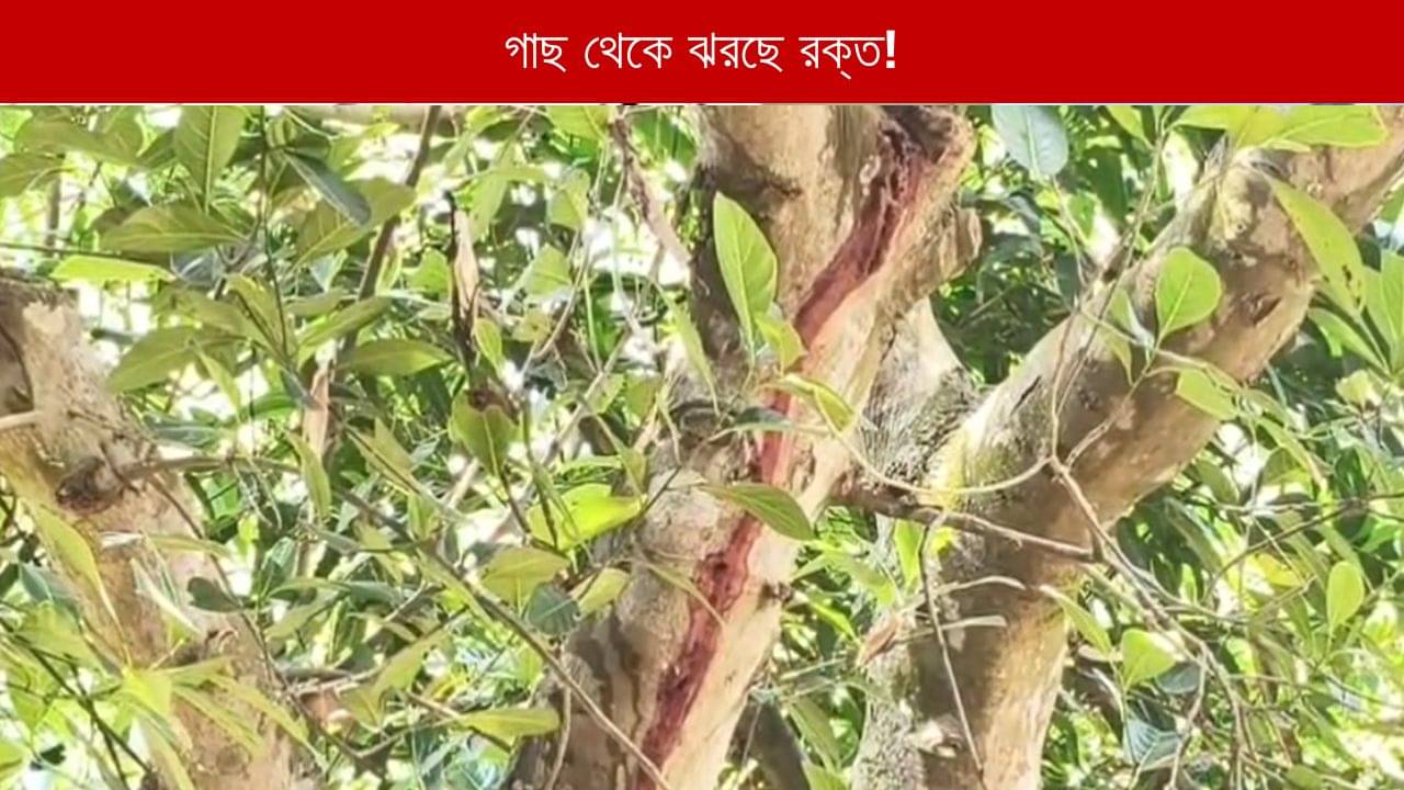 Paschim Medinipur: কালীপুজোর পর দিন থেকেই গাছ থেকে অবিরাম ঝরছে রক্ত! নেপথ্যে কোন রহস্য?