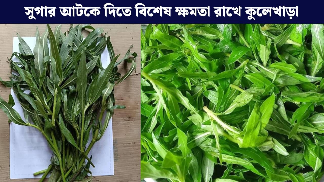 Diabetes: ডায়াবেটিসের যম কুলেখাড়া! কখন-কোন উপায়ে খেলে পাবেন ভাল ফল?