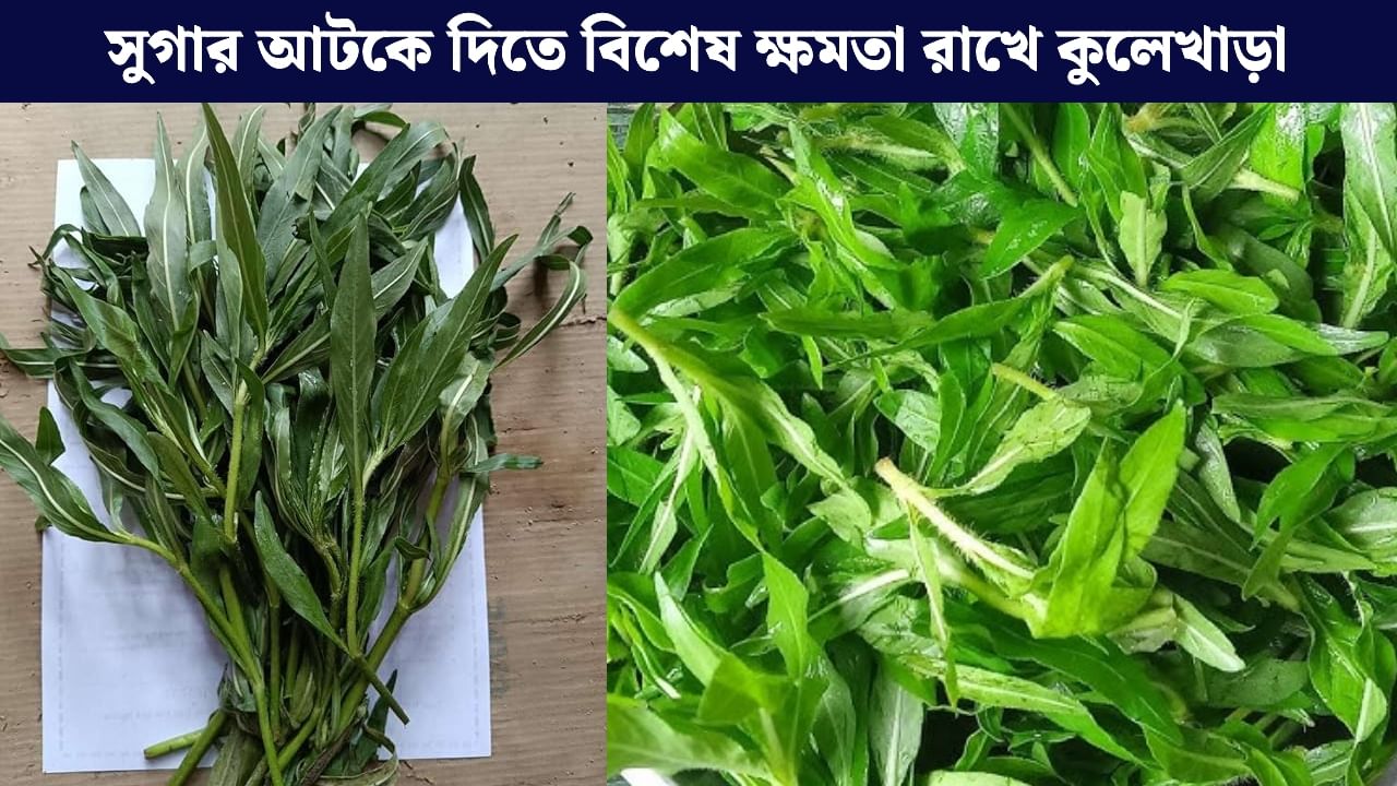 Diabetes: ডায়াবেটিসের 'যম' কুলেখাড়া! কখন-কোন উপায়ে খেলে পাবেন ভাল ফল? Diabetes: ডায়াবেটিসের 'যম' কুলেখাড়া! কখন-কোন উপায়ে খেলে পাবেন ভাল ফল?