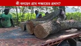 '৮ হাজার টাকায় ৩টে গাছ কাটার অনুমতি', অভিযোগ উঠতেই প্রধান বললেন...