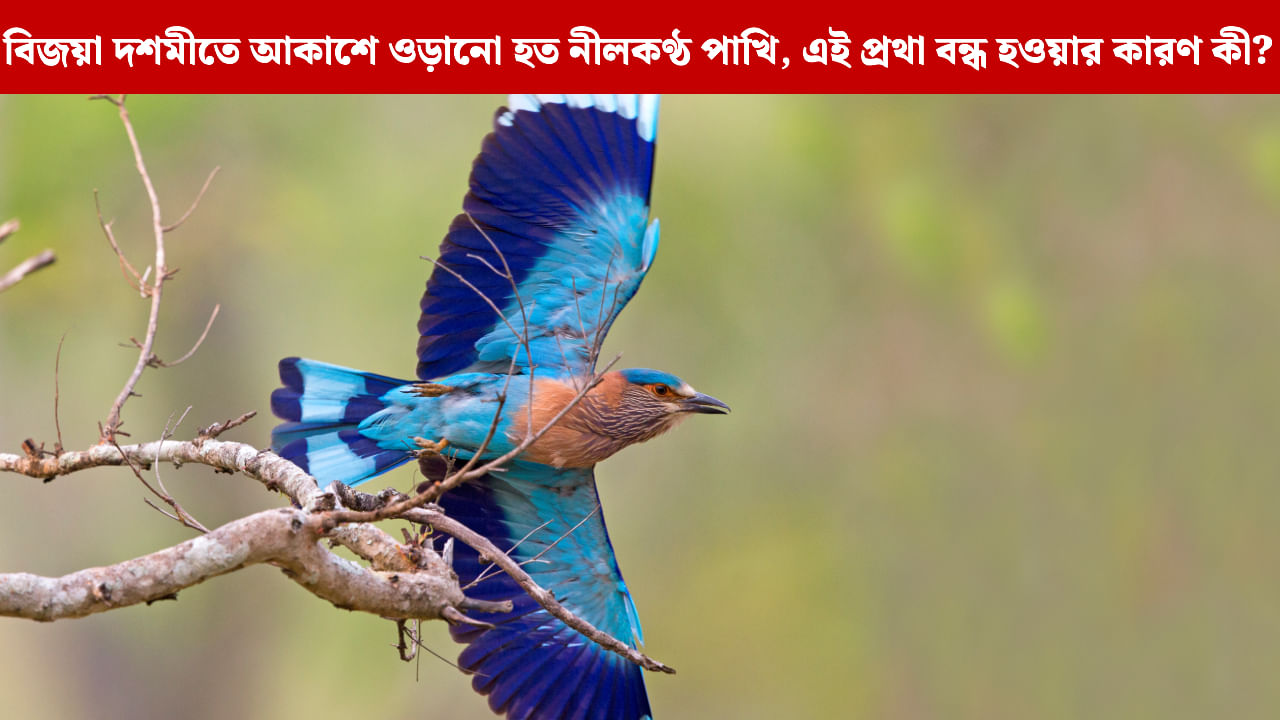 Know What Is The Mythological Reason To Free Indian Roller Or Neelkanth Bird At Durga Puja Dashami