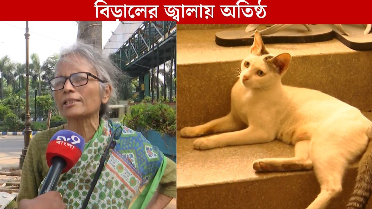 laketown: যখন-তখন ঢুকে পড়ছে ঘরে, বিড়ালের অত্যাচারে অতিষ্ঠ হয়ে থানায় ছুটলেন প্রাক্তন IPS-এর স্ত্রী laketown: যখন-তখন ঢুকে পড়ছে ঘরে, বিড়ালের অত্যাচারে অতিষ্ঠ হয়ে থানায় ছুটলেন প্রাক্তন IPS-এর স্ত্রী