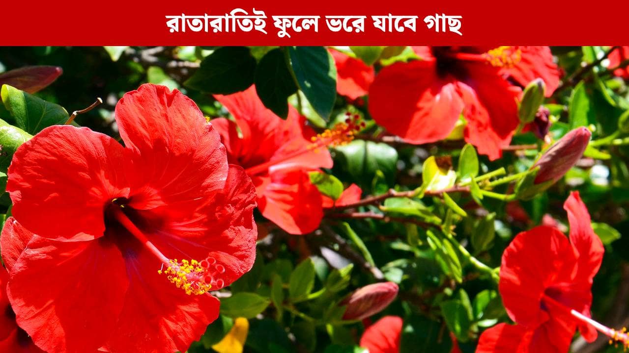 কালীপুজোর আগেই গাছ ভরে যাবে জবা ফুলে! মাটিতে শুধু এই খোসাটা দিয়ে দিন