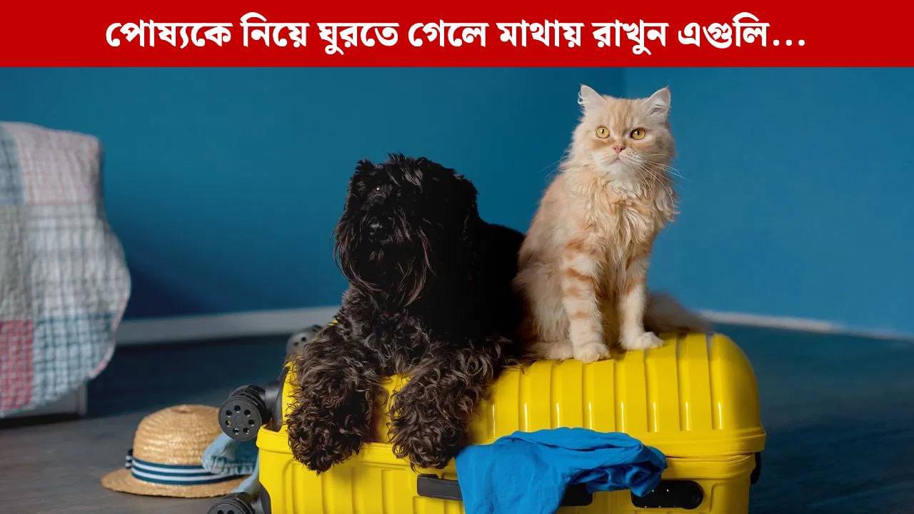 Pet Travel Tips: পুজোর ছুটিতে পোষ্যকে নিয়েই ঘুরতে যাওয়ার প্ল্যান? কোন কোন কথা মাথায় রাখা জরুরি?