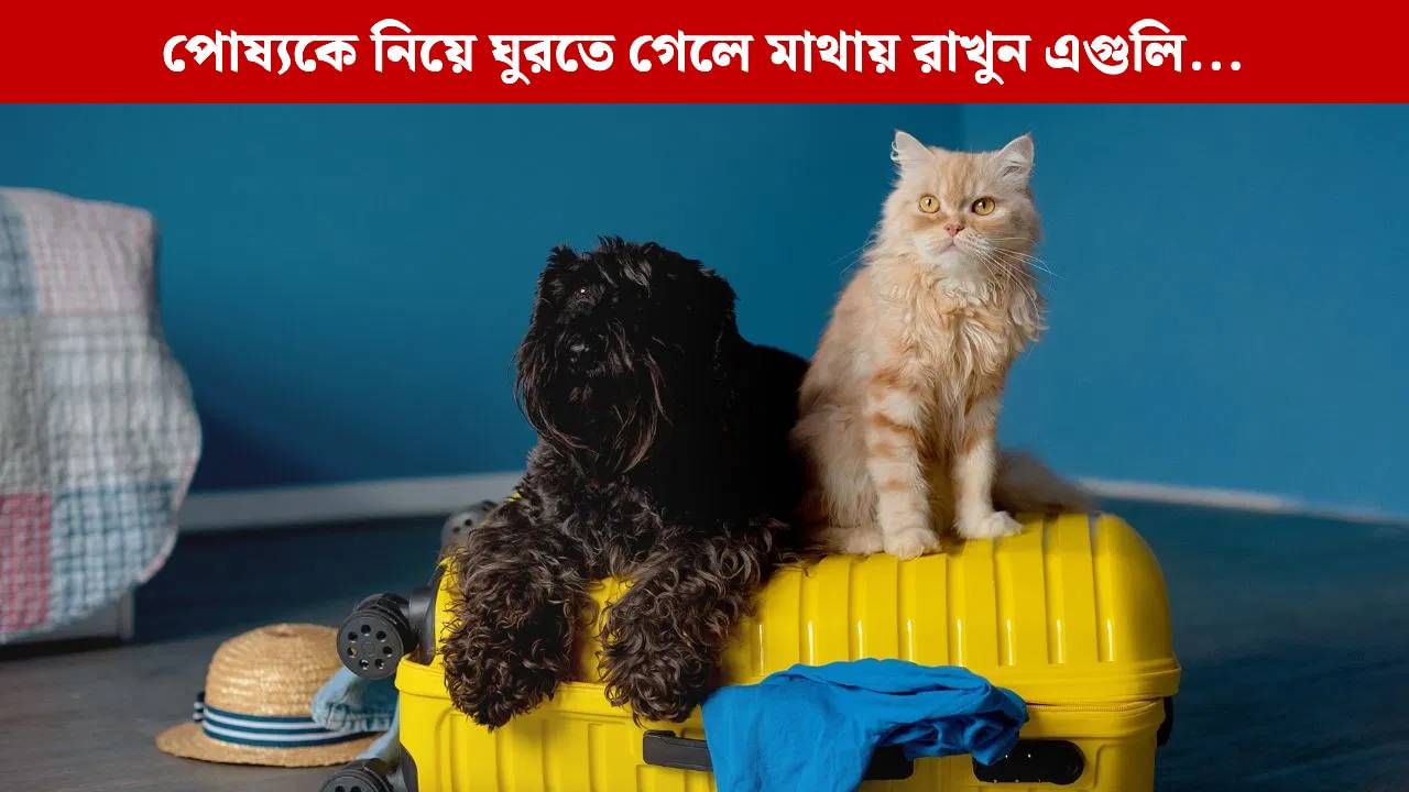 Pet Travel Tips: পুজোর ছুটিতে পোষ্যকে নিয়েই ঘুরতে যাওয়ার প্ল্যান? কোন কোন কথা মাথায় রাখা জরুরি? Pet Travel Tips: পুজোর ছুটিতে পোষ্যকে নিয়েই ঘুরতে যাওয়ার প্ল্যান? কোন কোন কথা মাথায় রাখা জরুরি?