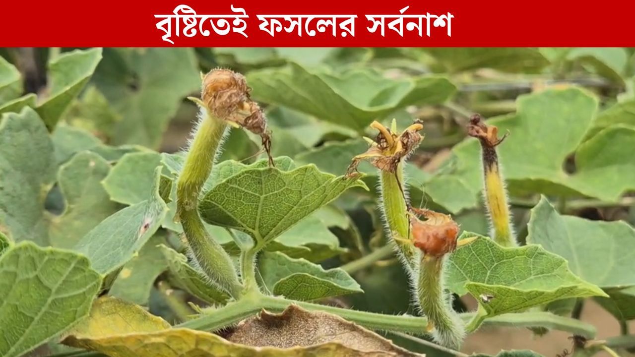 Vegetable Price: সবজির দাম চড়চড় করে বাড়বে! আশঙ্কার প্রহর গুনছে কৃষকরা