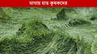 Cyclone Montha Effect: ‘ধান তো পেকেই এসেছিল’, কী হবে এবার! মাথায় হাত কৃষকদের