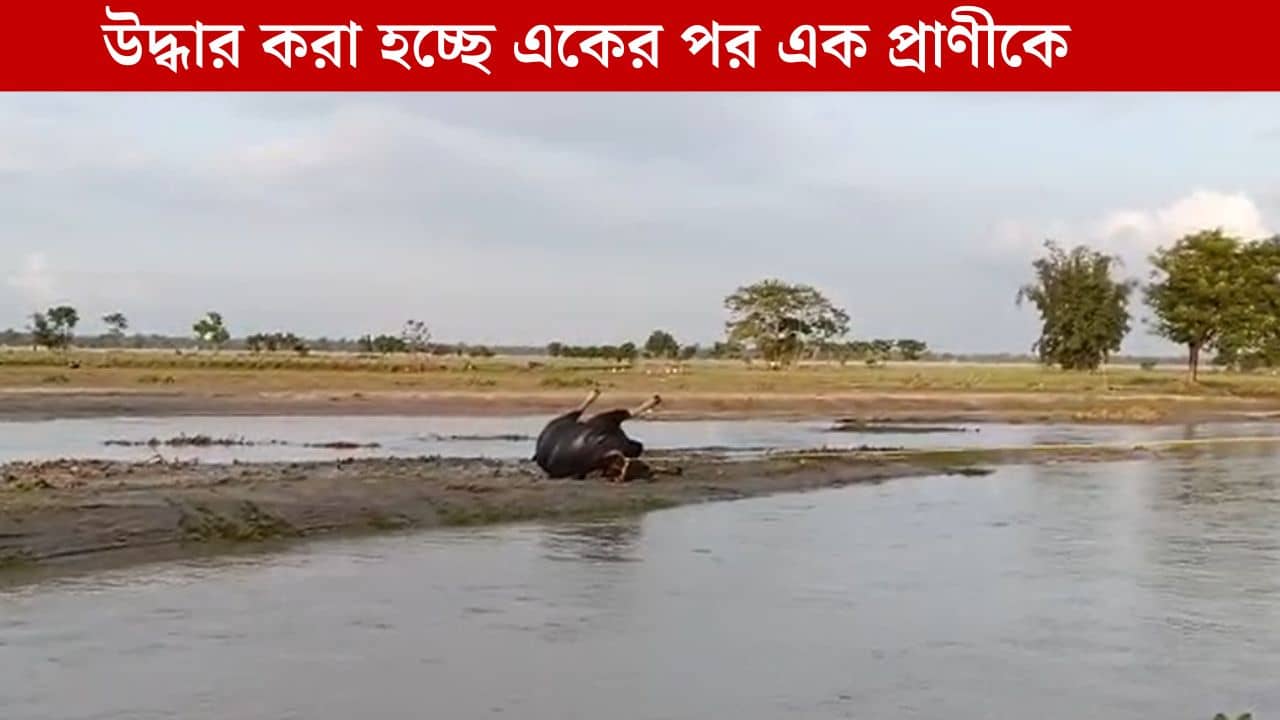 Jalpaiguri: দেহাংশ লুঠ করলে মামলা করা হবে, সতর্ক করল বন দফতর