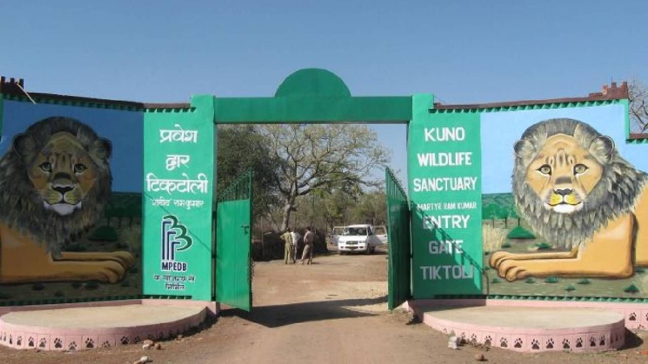 Cheetah Safari in India: দেশের প্রথম চিতা সাফারি এখানেই, খরচ শুনলে অবাক হয়ে যাবেন Cheetah Safari in India: দেশের প্রথম চিতা সাফারি এখানেই, খরচ শুনলে অবাক হয়ে যাবেন