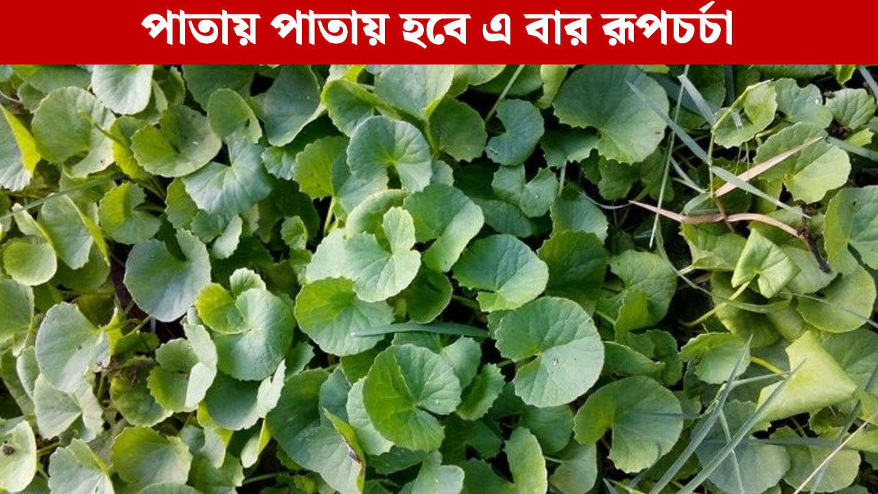 Beauty Tips: চুল পড়া থেকে বলিরেখা... সব সমস্যায় থানকুনিই এখন ভরসা Beauty Tips: চুল পড়া থেকে বলিরেখা... সব সমস্যায় থানকুনিই এখন ভরসা