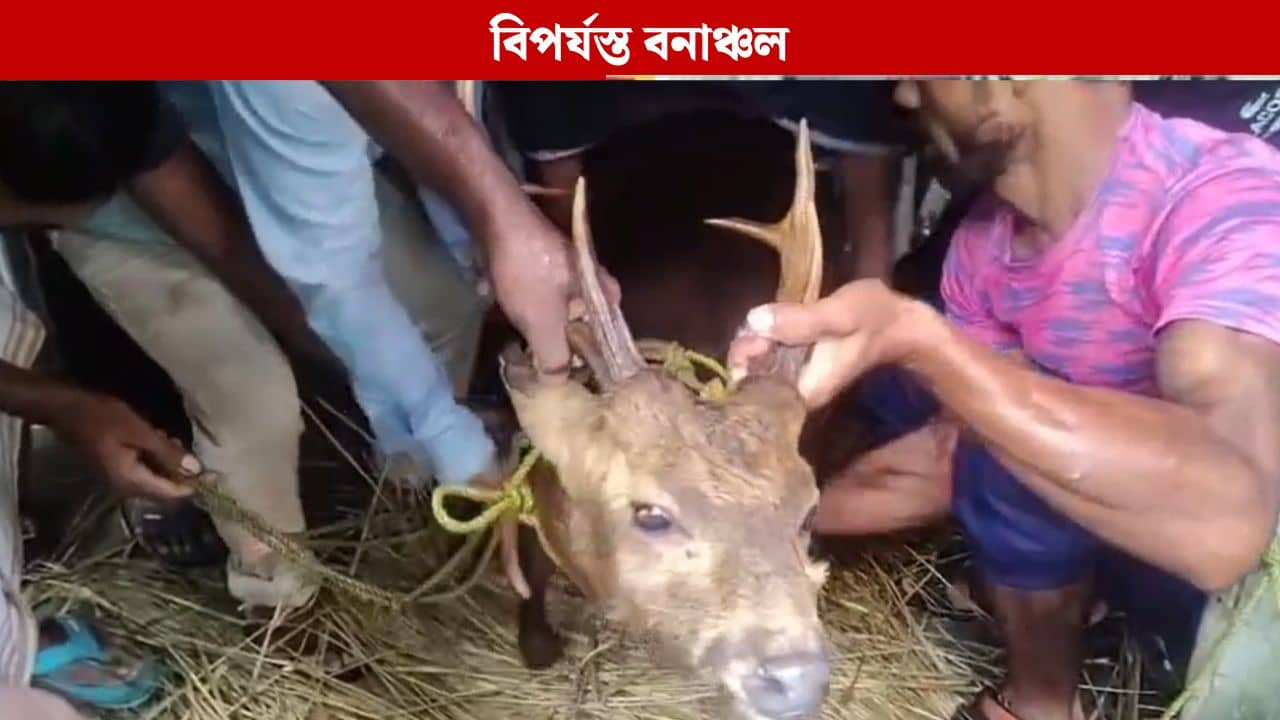 Jalpaiguri:  ডায়না নদীর বাঁধে ভাঙন, ডুবছে গ্রাম, তার মধ্যেও জীবনের ঝুঁকি নিয়ে হরিণ উদ্ধার