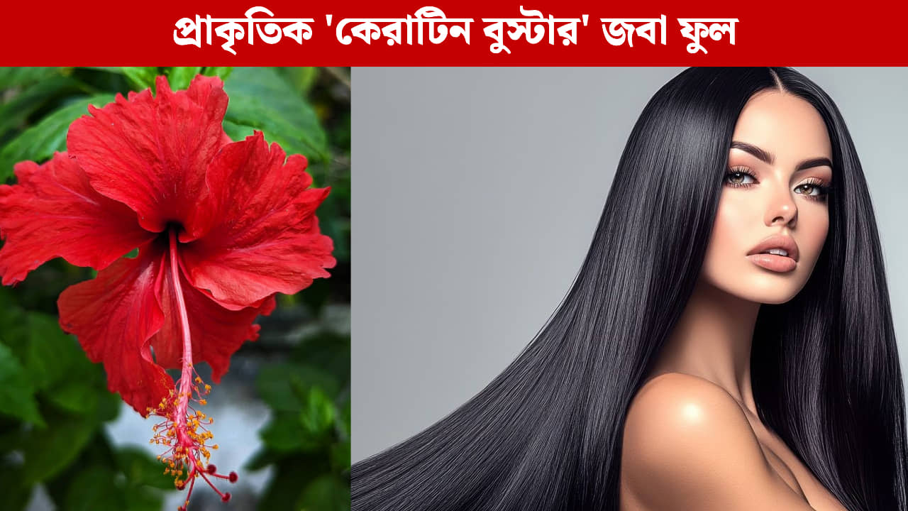 Hair Care: প্রাকৃতিক কেরাটিনের উৎস জবা ফুল, চুলের যত্নে এভাবে কাজে লাগান
