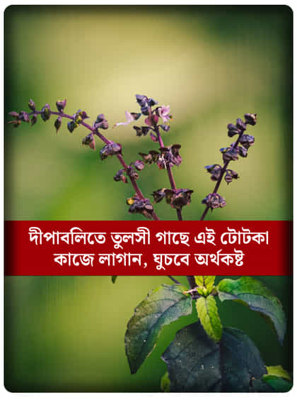 দিওয়ালিতে তুলসী মঞ্জরি দিয়ে করুন এই প্রতিকার, ধনের ভাণ্ডার হবে পূর্ণ