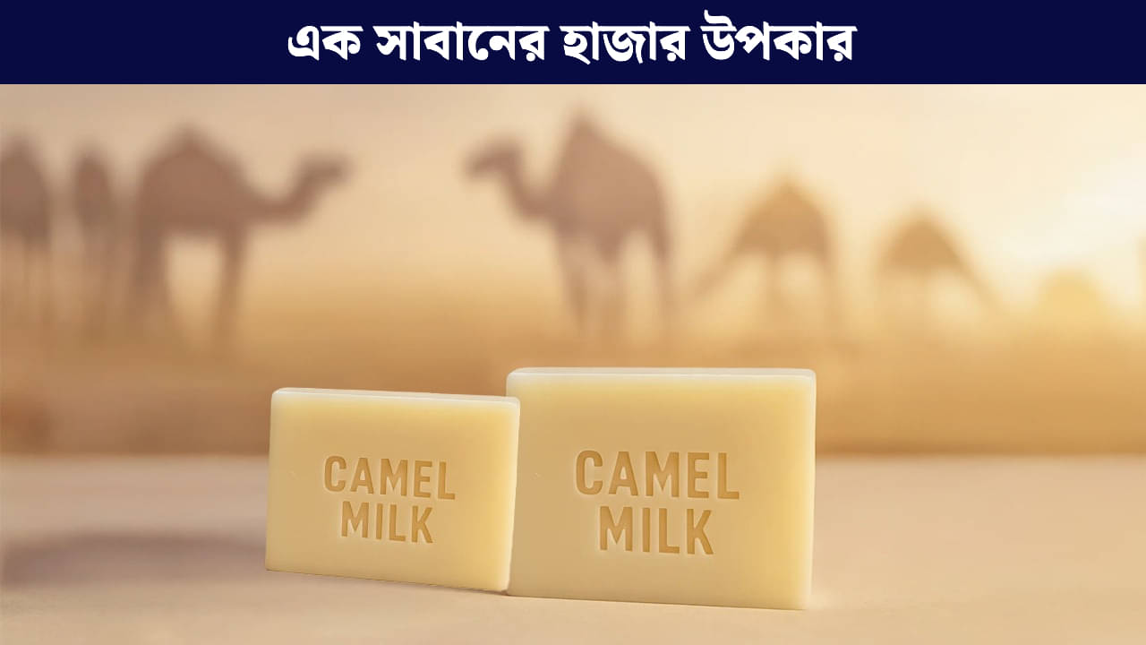 Camel Milk Soap: বয়স ধরে রাখে, ত্বকে চুলকানি কমায়; উটের দুধের সাবানের আর কী কী উপকারিতা জানেন?
