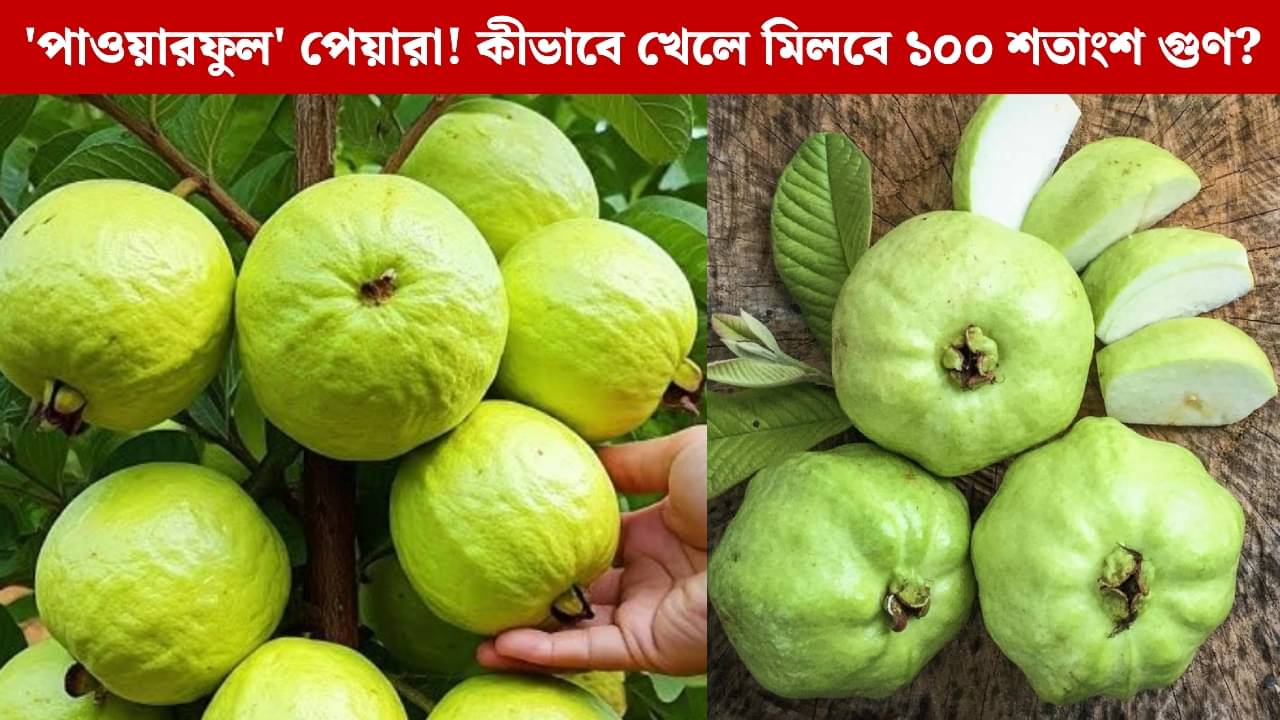 Guava: অ্যান্টিঅক্সিডেন্টের পাওয়ার হাউস পেয়ারা, কখন কীভাবে খেলে পাবেন সবচেয়ে বেশি উপকার?