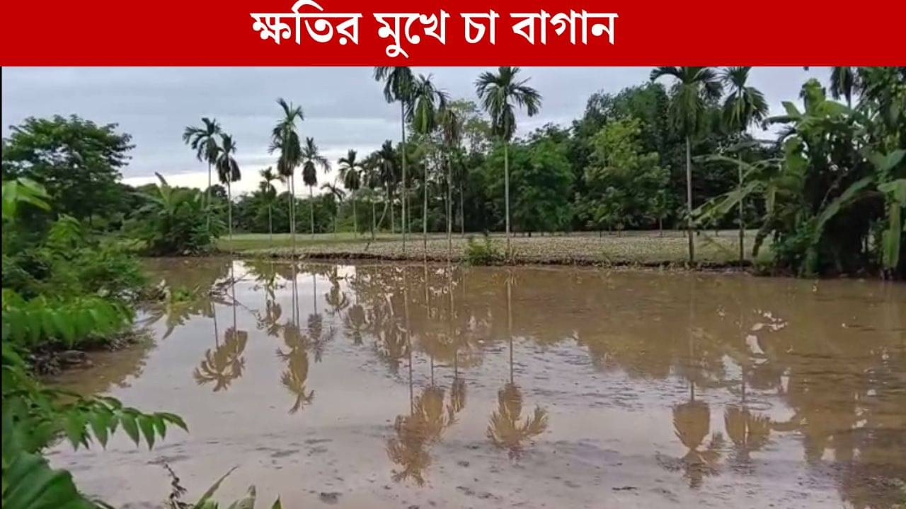 Tea Garden in jalpaiguri: ভয়াবহ বন্যা উত্তরবঙ্গে, ক্ষতির মুখে চা বাগান